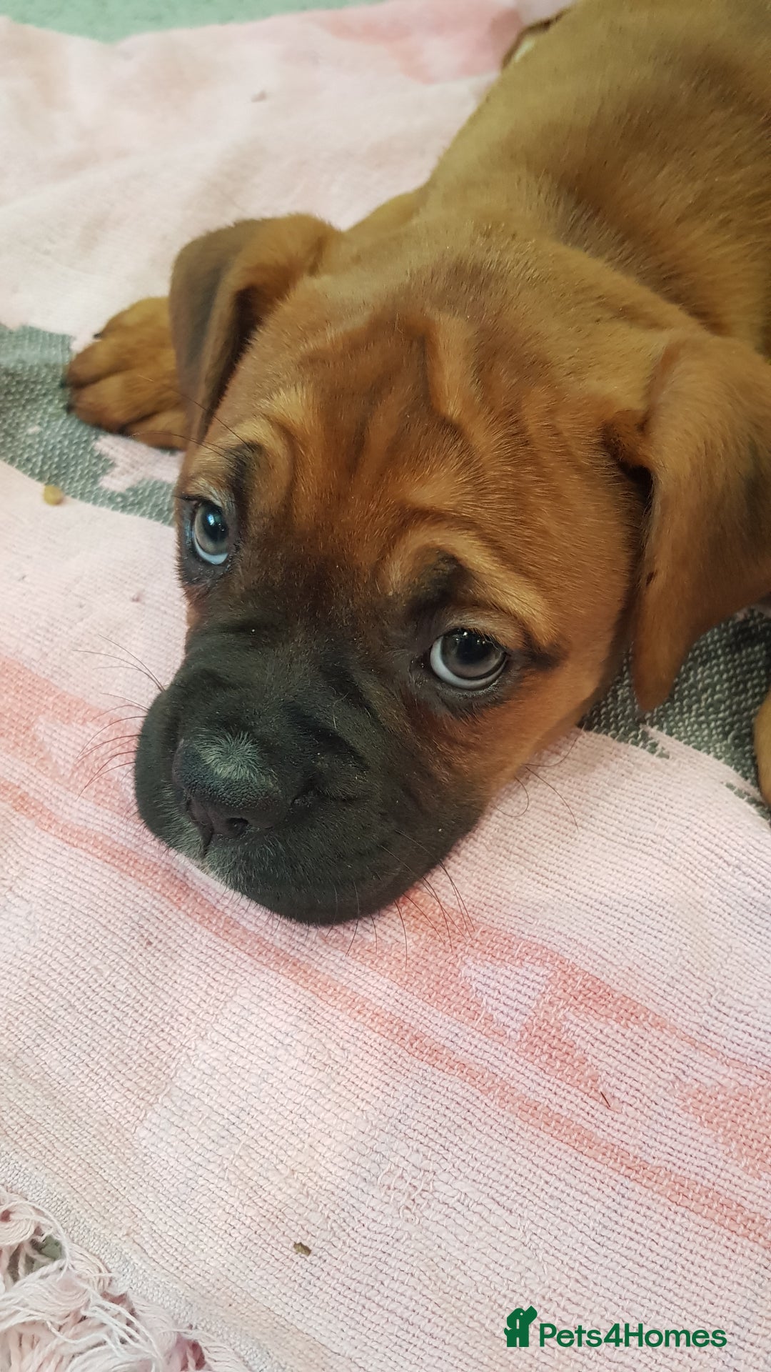 Boxer dogs for stud: Kc Registered and Heart scored Stud dog in Herne Bay - Image 10