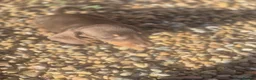 Dachshund dogs for sale: Chocolate & Tan Miniature Dachshund plus more - Advert 25