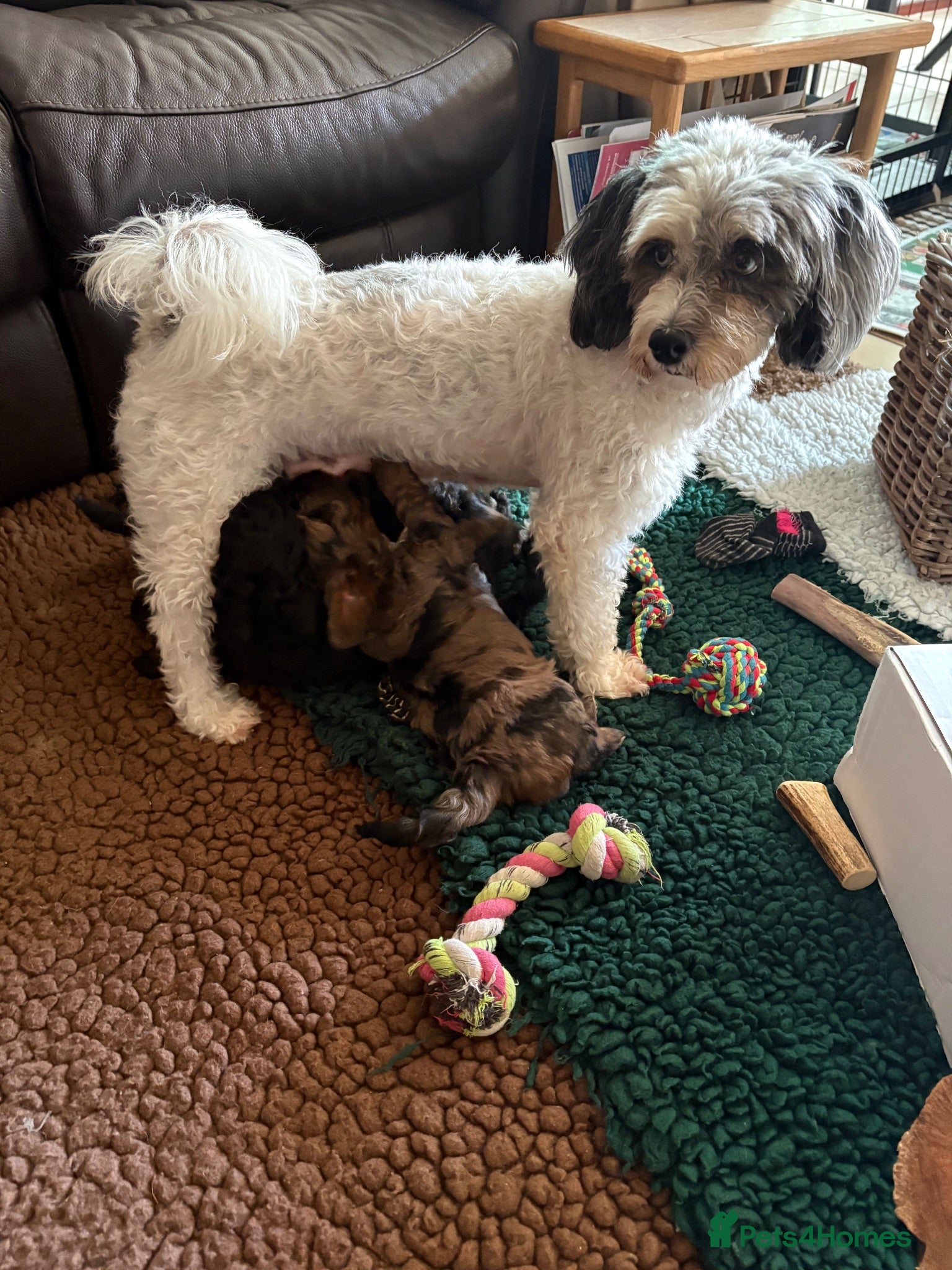 Lhasapoo dogs Beautiful Lhasapoo x poodle girl - Advert 4