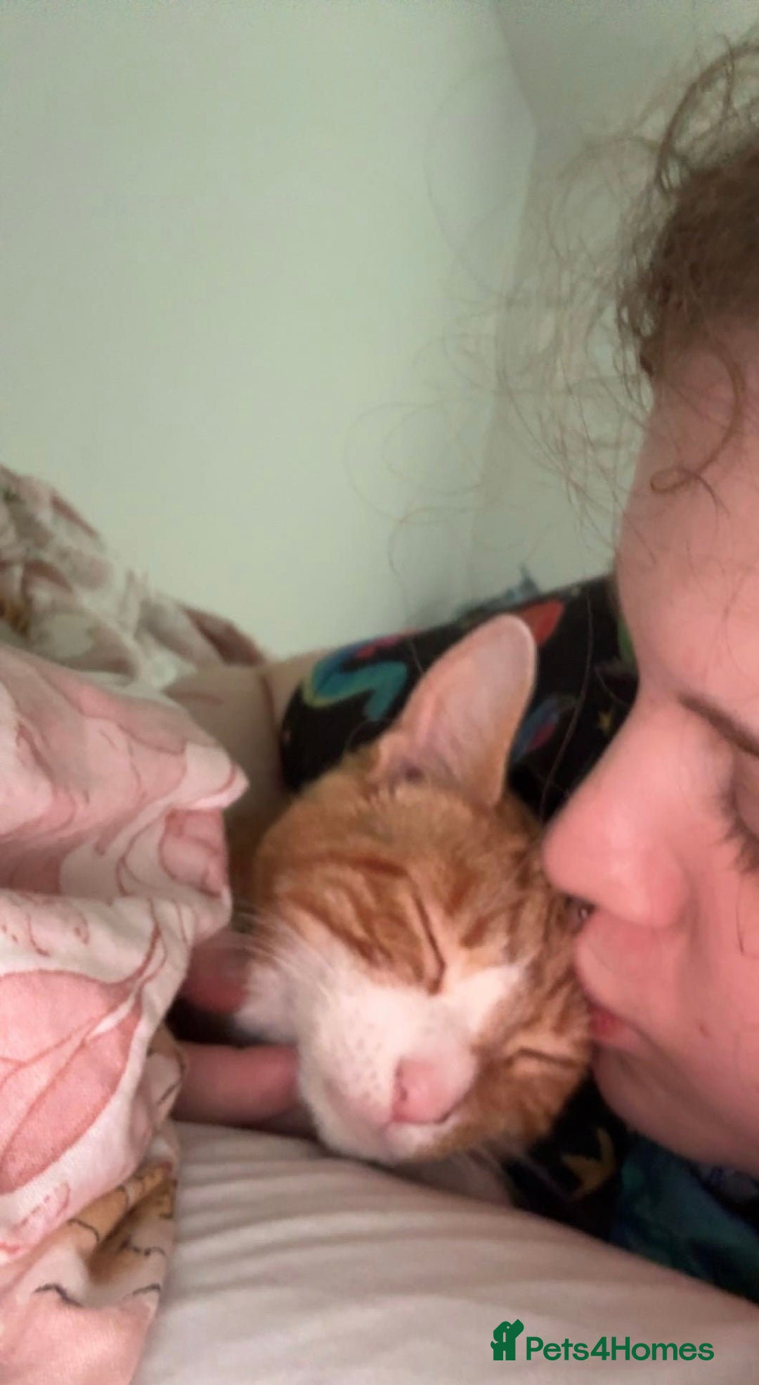 Mixed Breed cats for sale: Marla ginger cat  - Advert 18