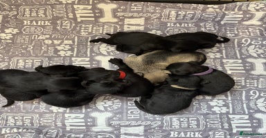 Miniature Schnauzer dogs - Advert 8