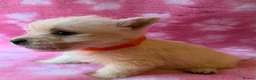 West Highland Terrier dogs for sale: 6 KC Registered West Highland Terrier Puppies  - Advert 8
