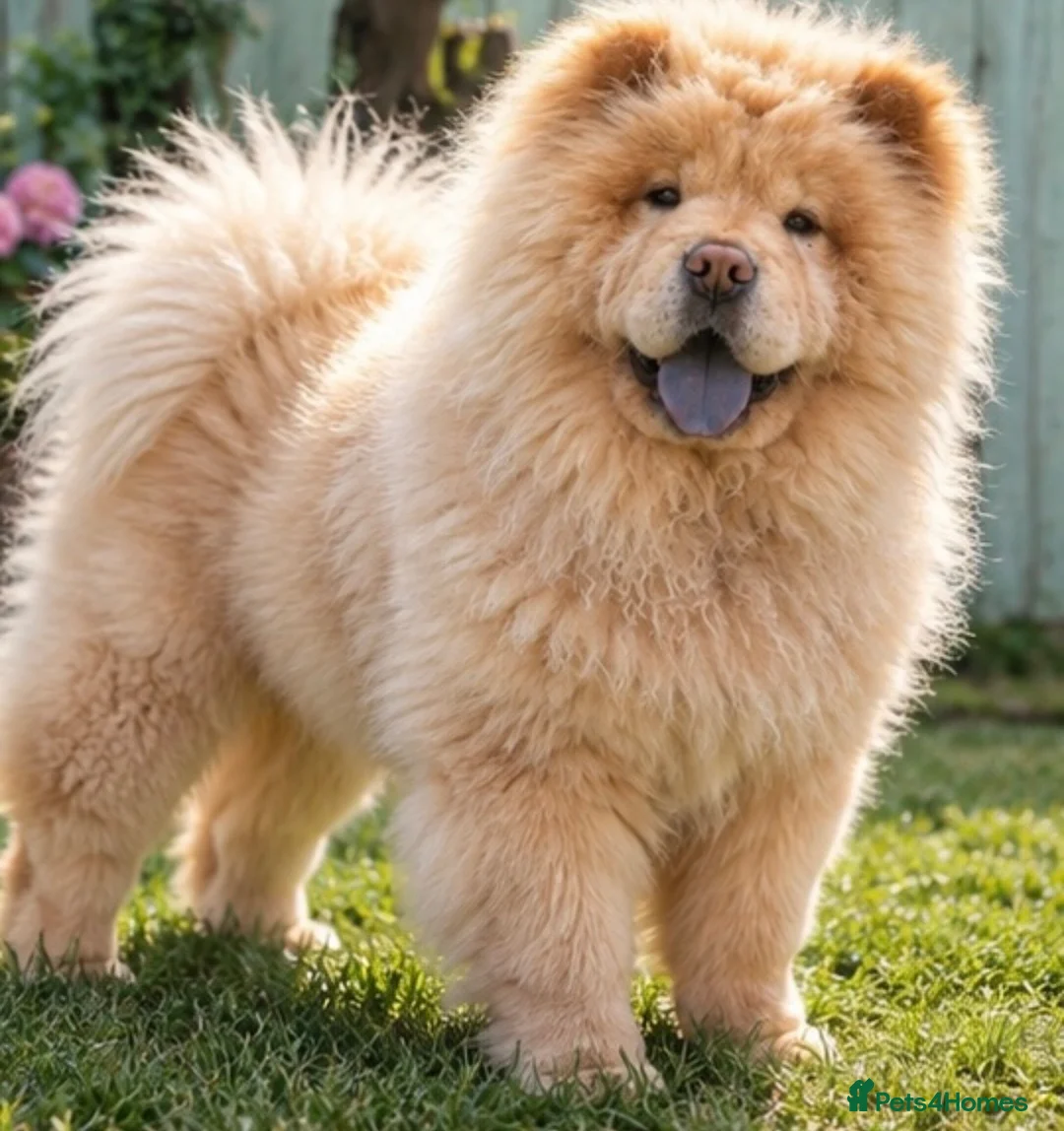 Chow Chow dogs for sale: Luna caramel chow chow - Advert 2