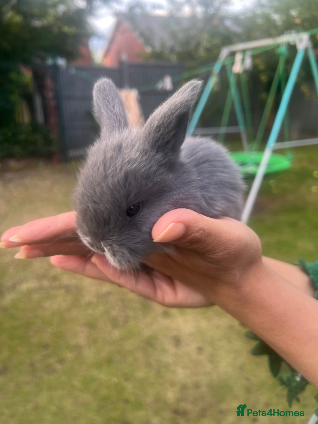Mini Lion Lop rabbits for sale: Mini lop - Image 21