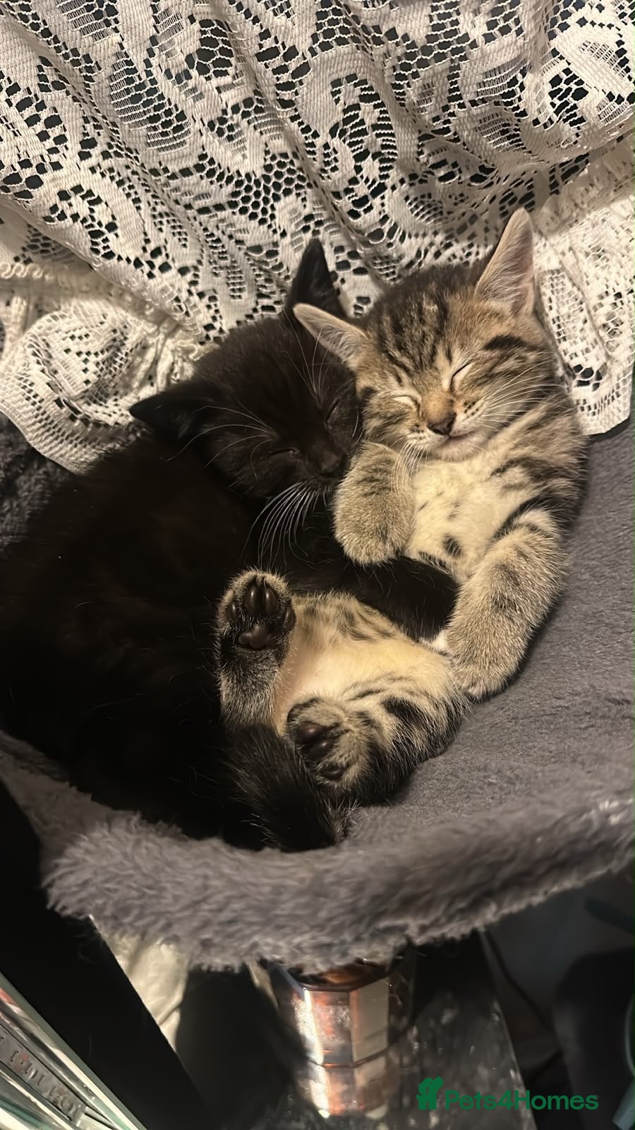 Mixed Breed cats mixed babies - Advert 17