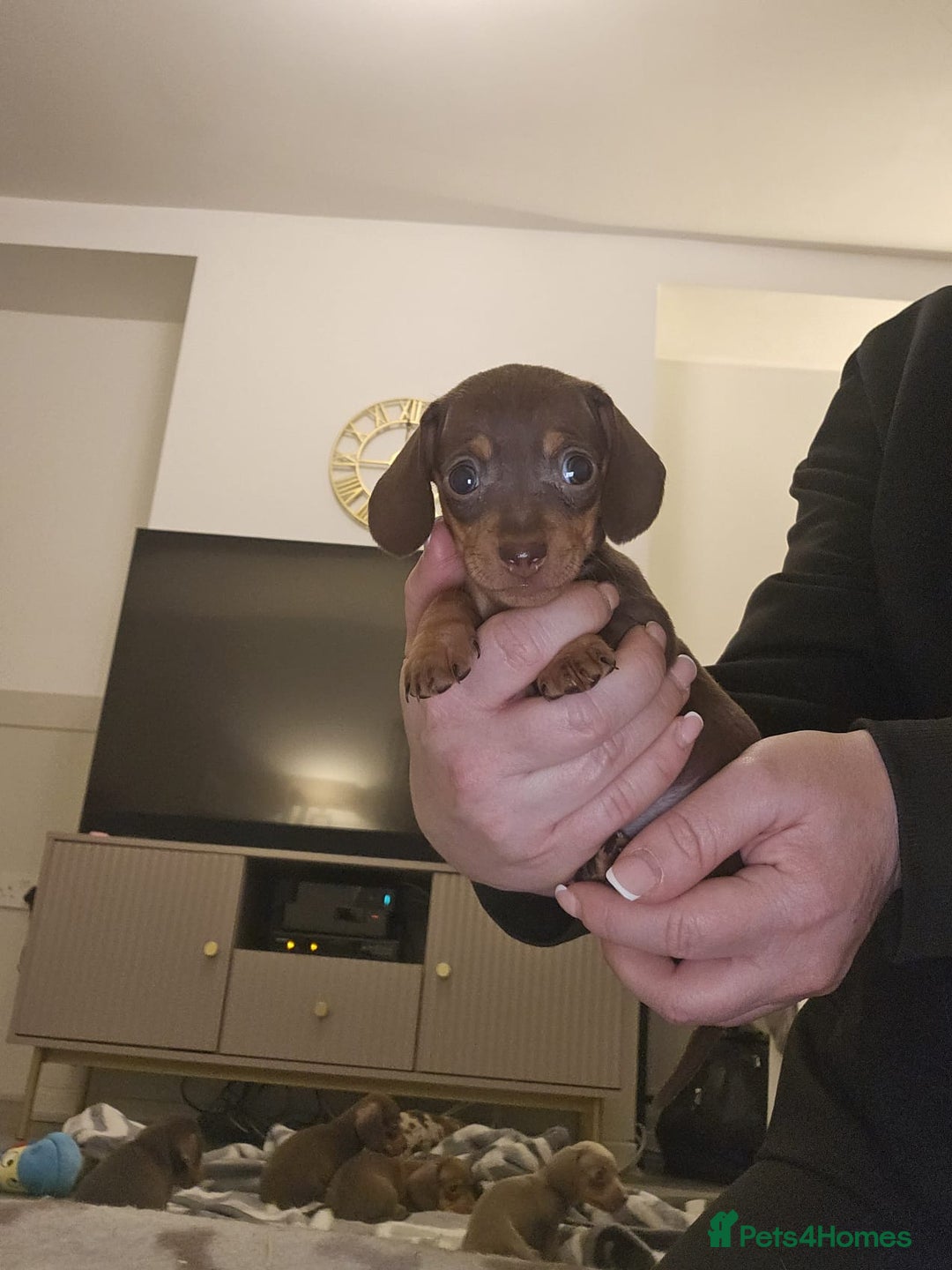Miniature Dachshund dogs for sale: Stunning miniature dachshund puppies - Advert 24