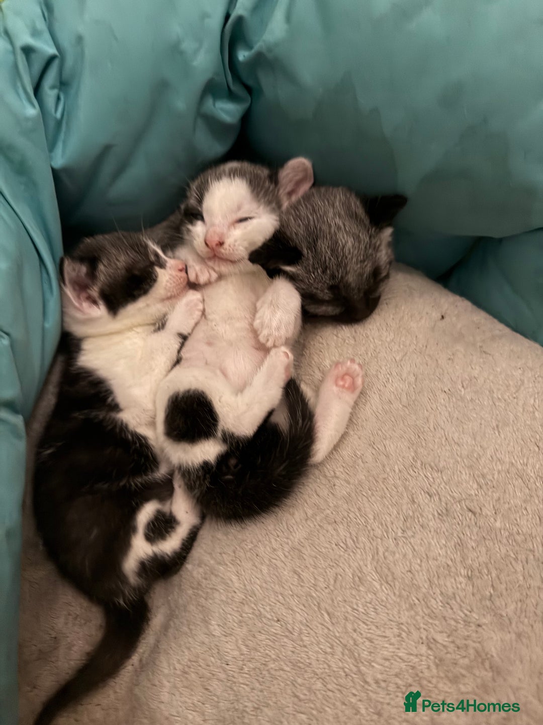 British Shorthair cats for sale: 3 grey beautiful girls  - Image 1
