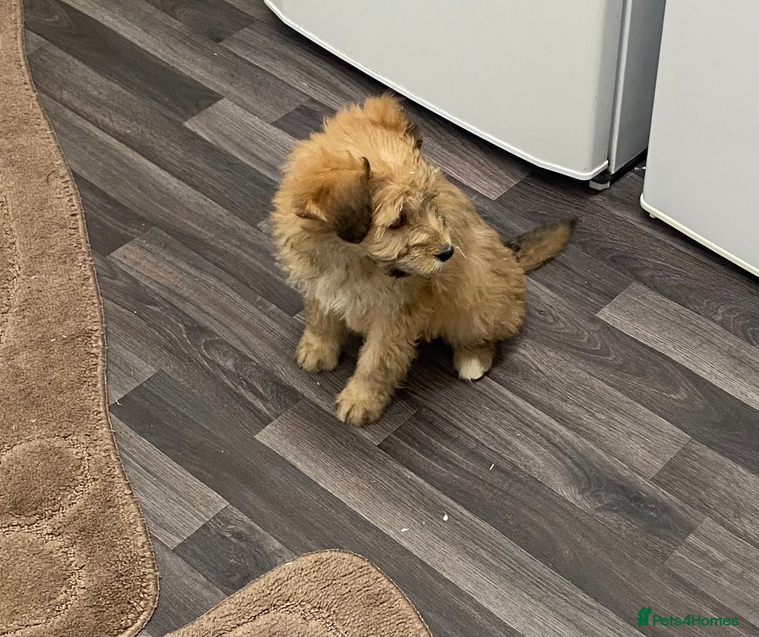 Mixed Breed dogs for sale: beautiful terrier x poodle puppies  - Advert 3