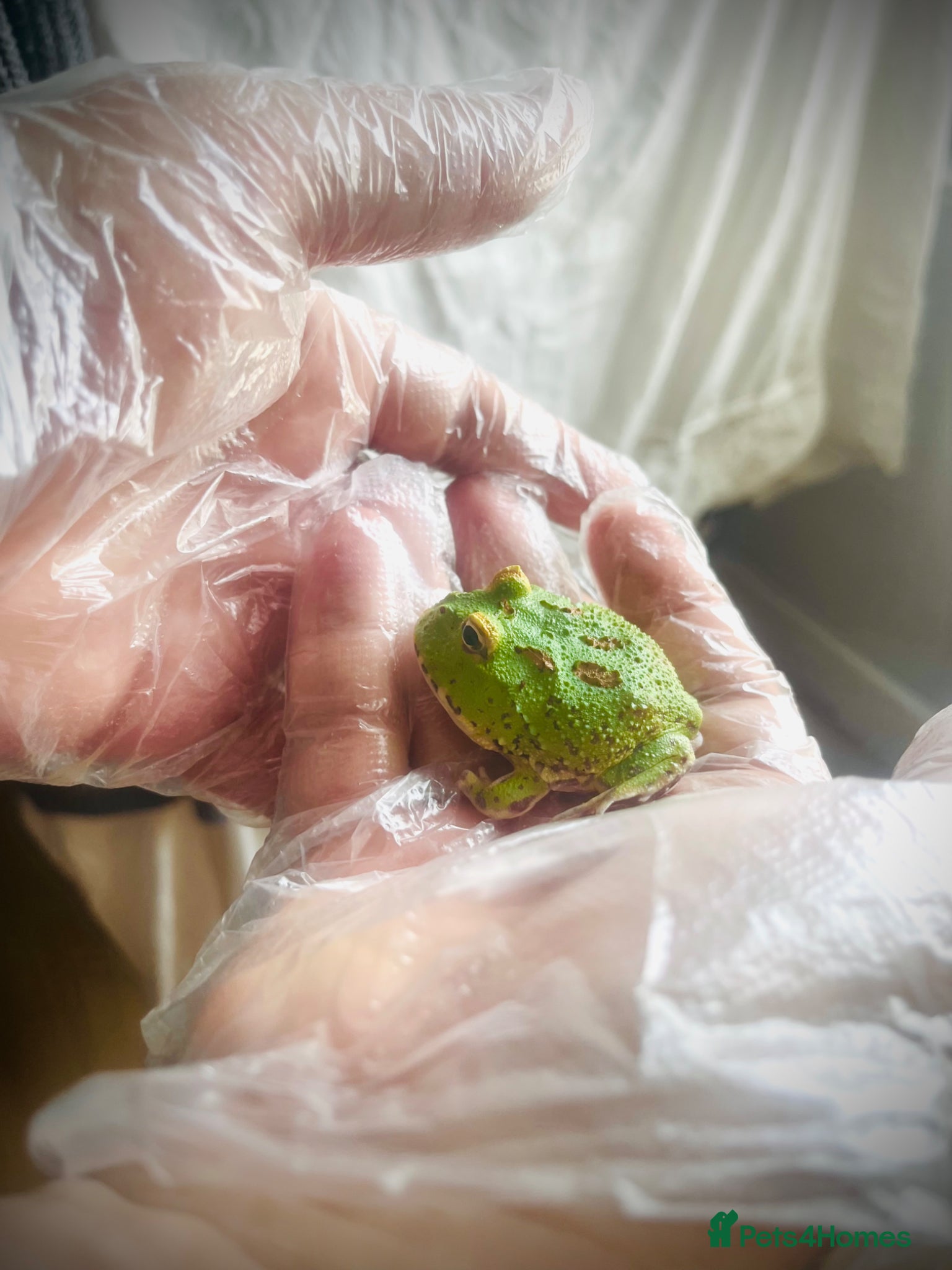 Frog reptiles Baby Pac-Man Froglets  - Advert 2