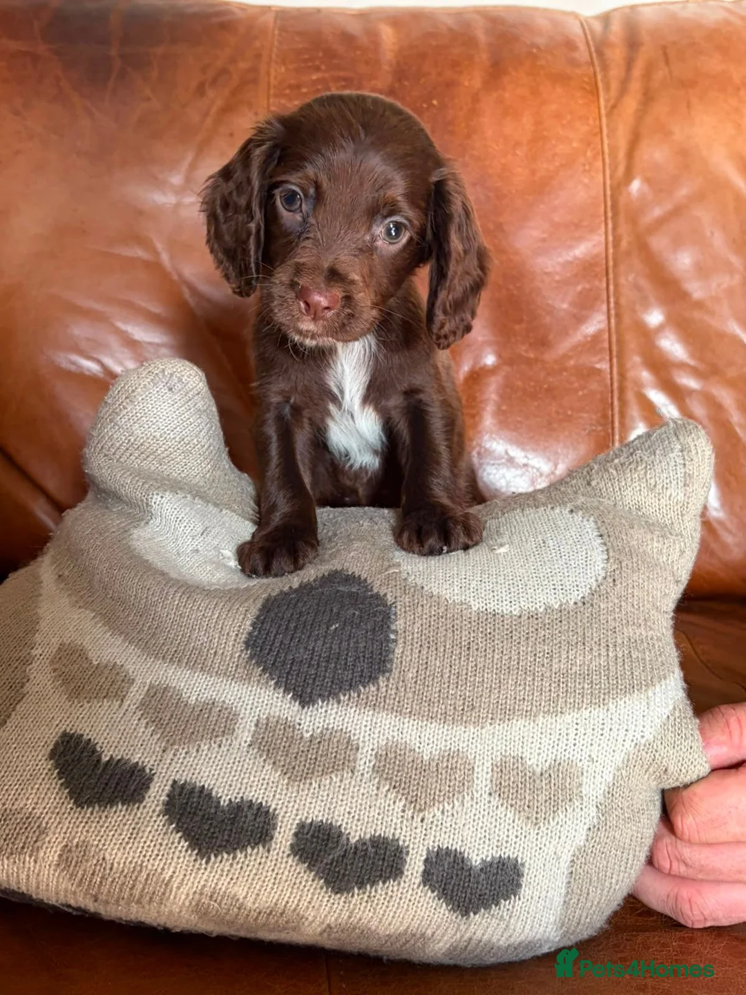 Sprocker dogs for sale: Beautiful sprocker puppies - Advert 4