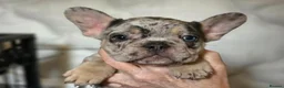 French Bulldog dogs for sale: 3 Male French Bulldogs READY TO GO - Advert 8