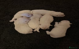 West Highland Terrier dogs for sale: West Highland puppy’s for sale - Image 3