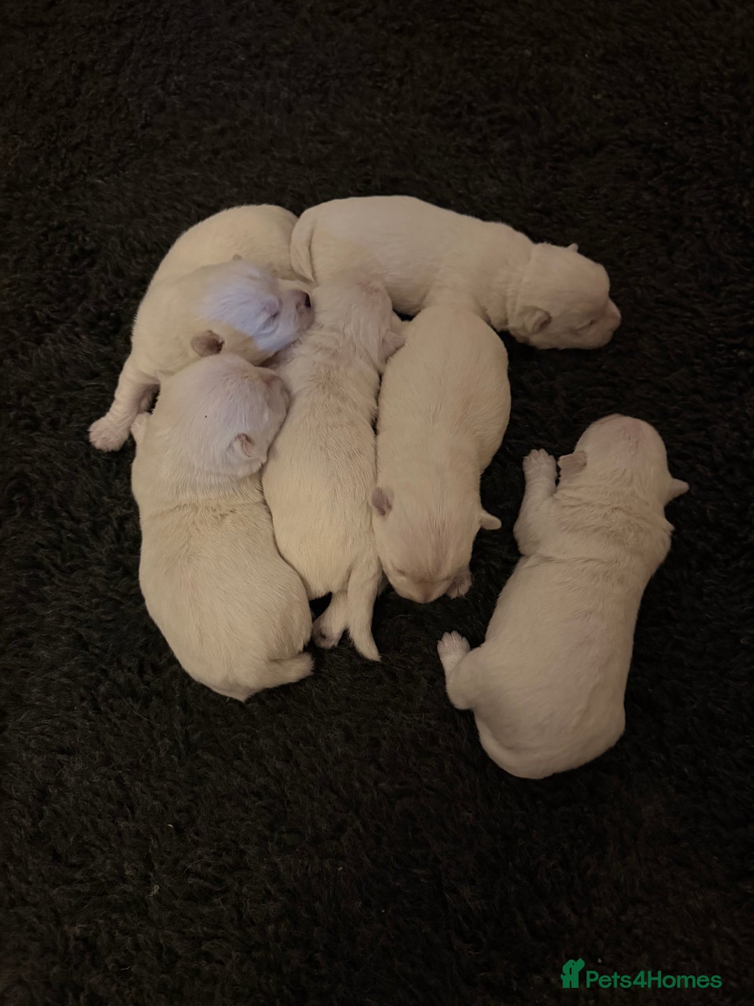 West Highland Terrier dogs for sale: West Highland puppy’s for sale - Image 3