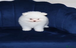 Pomeranian dogs for sale: READY NOW-REDUCED!! TRUE TEDDY BEAR POMERANIAN - Image 22