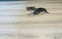 British Shorthair cats for sale: Beautiful British short hair kittens  - Image 6