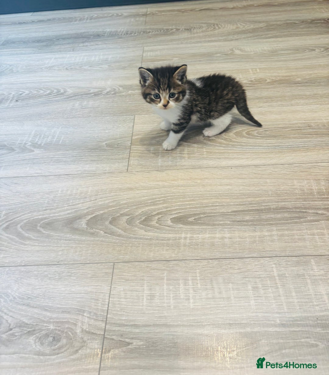 British Shorthair cats for sale: Beautiful British short hair kittens  - Image 6
