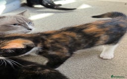 RagaMuffin cats for sale: Ragamuffin kittens  - Image 16