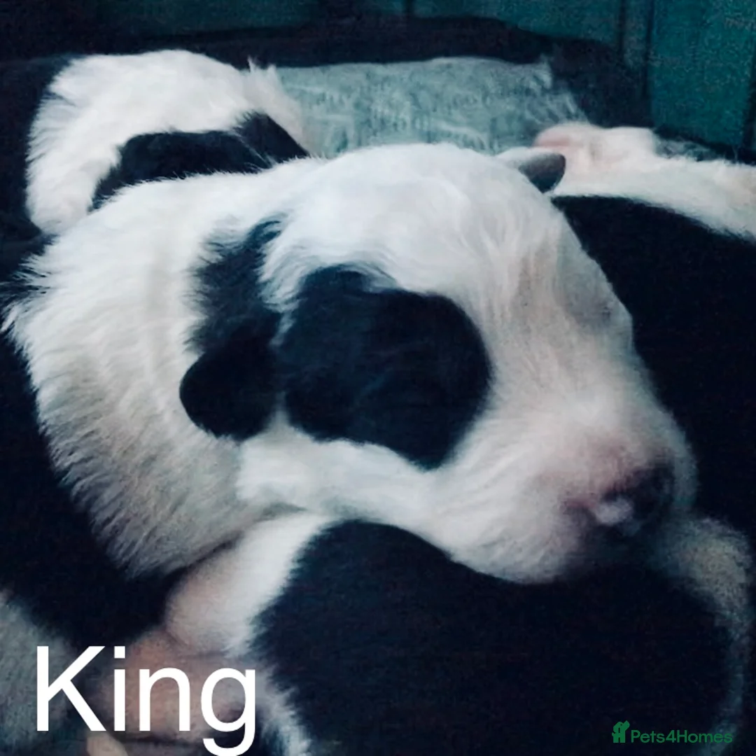 Border Collie dogs for sale: Beautiful Border Collie Puppies Classic Tricolour - Advert 8