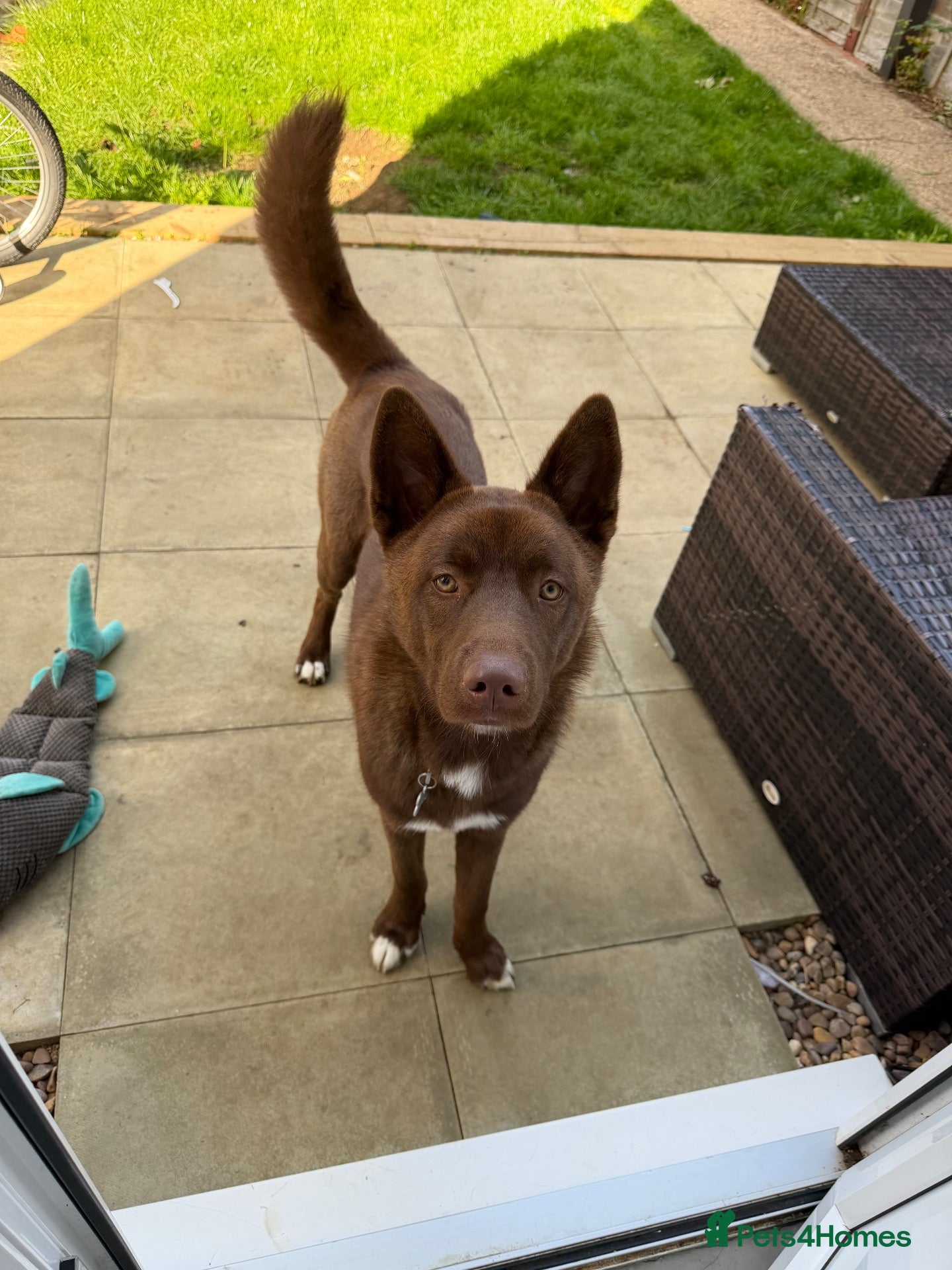 Shepsky dogs Male dog- Opie - Advert 14
