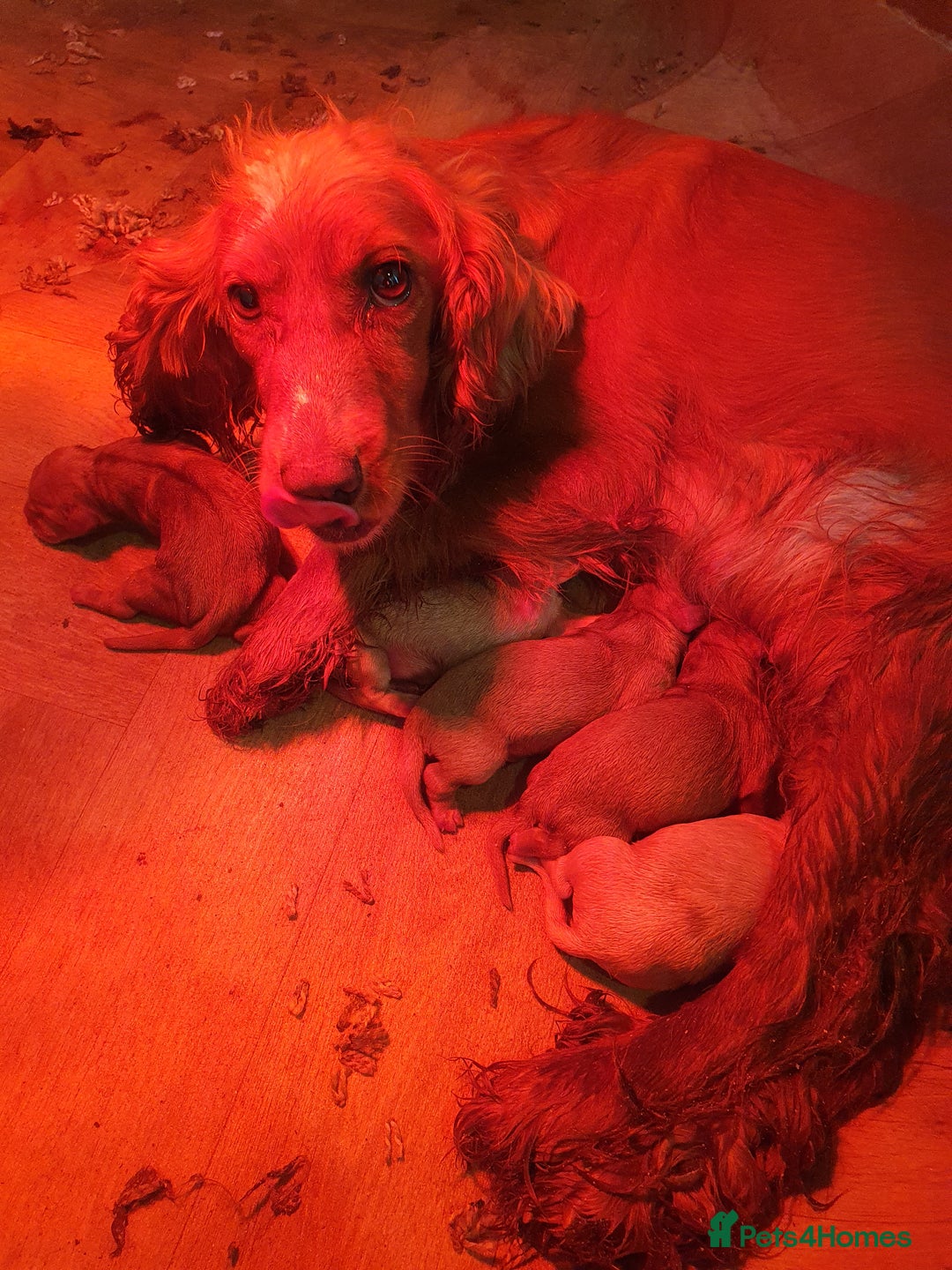 Cocker Spaniel dogs for sale: Cocker spaniel puppies - Image 6
