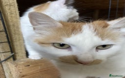 Mixed Breed cats for sale: KITTENS for Sale - Boys and Girls - Advert 13