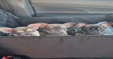 French Bulldog dogs - Advert 12