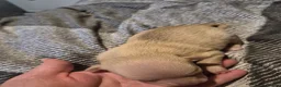 Chihuahua dogs for sale: 3 beautiful chihuahua puppy's  - Advert 11