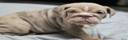 English Bulldog dogs for sale: ✨ English Bulldog Puppies Exceptional Bloodlines ✨ - Advert 12