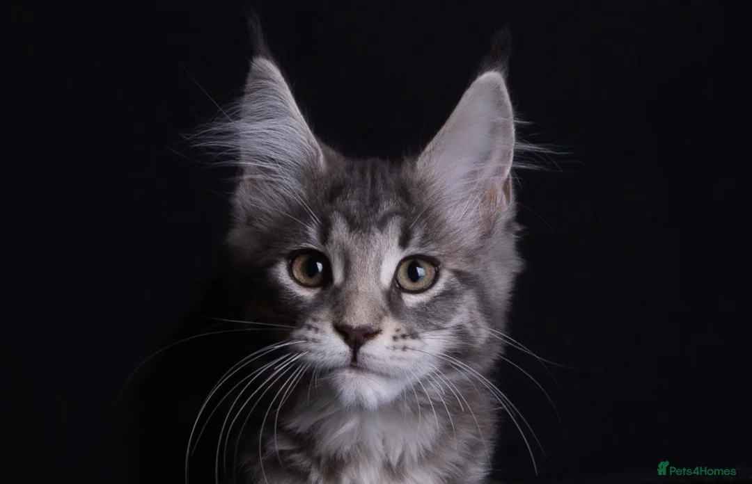 Maine Coon cats for sale: Registered Maine coon kittens from large lines - Advert 2