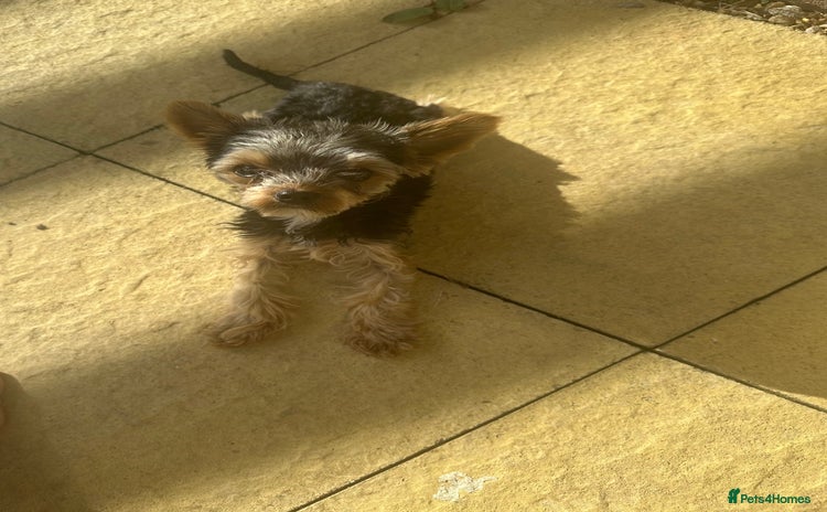 Yorkshire Terrier dogs - Advert 8