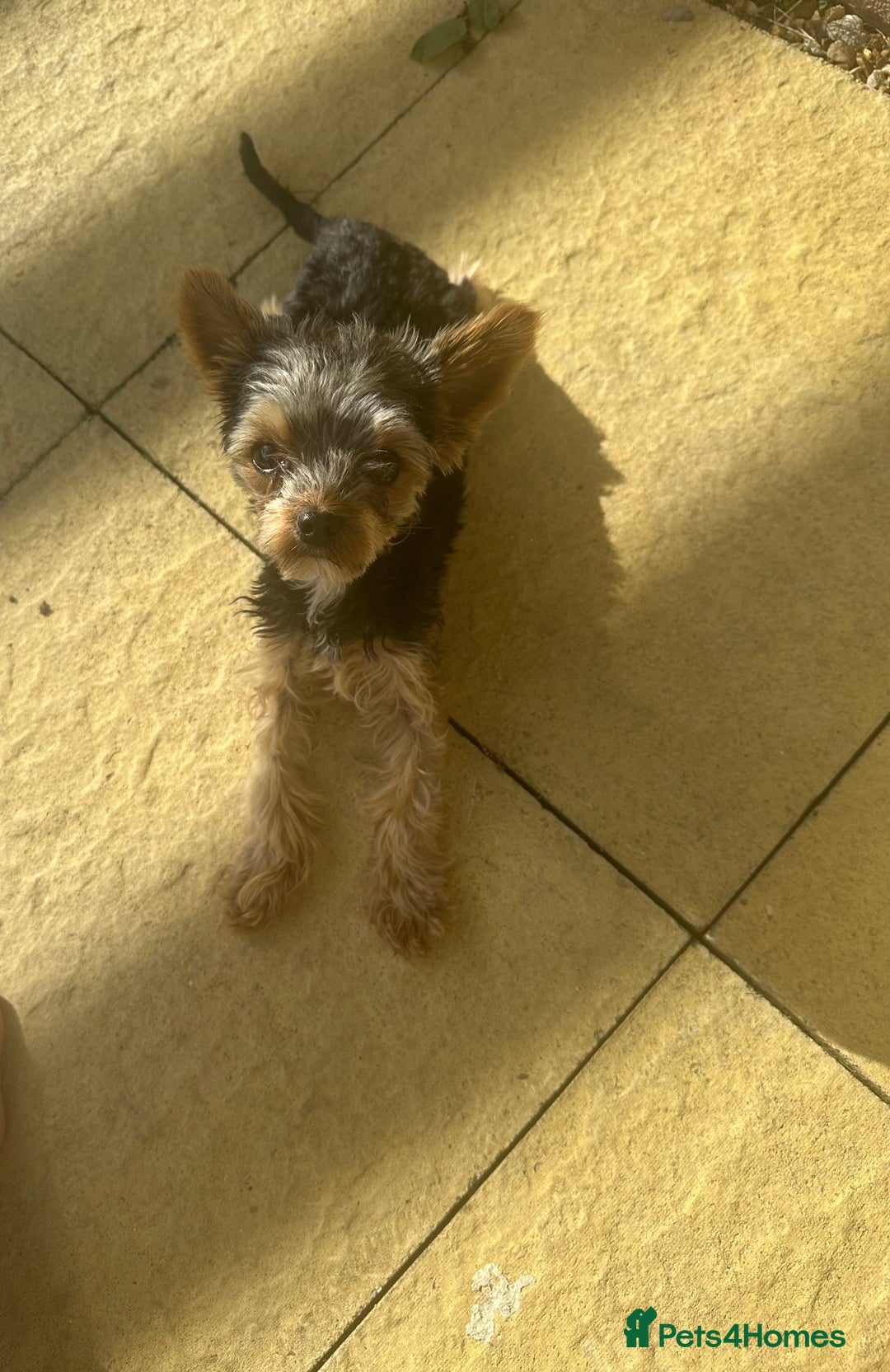 Yorkshire Terrier dogs for sale: Yorkshire terrier 1 year old  - Image 1