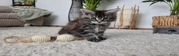 Maine Coon cats for sale: Adorable Maine Coon Boy looking for a Loving Home  - Advert 19