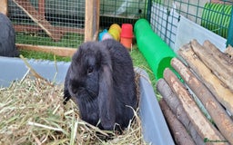 Mini Lop rabbits for sale: Beautiful Mini Lops - READY TO LEAVE  - Image 15