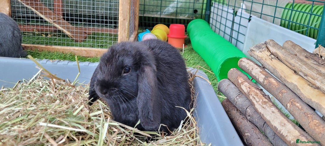 Mini Lop rabbits for sale: Beautiful Mini Lops - READY TO LEAVE  - Image 15