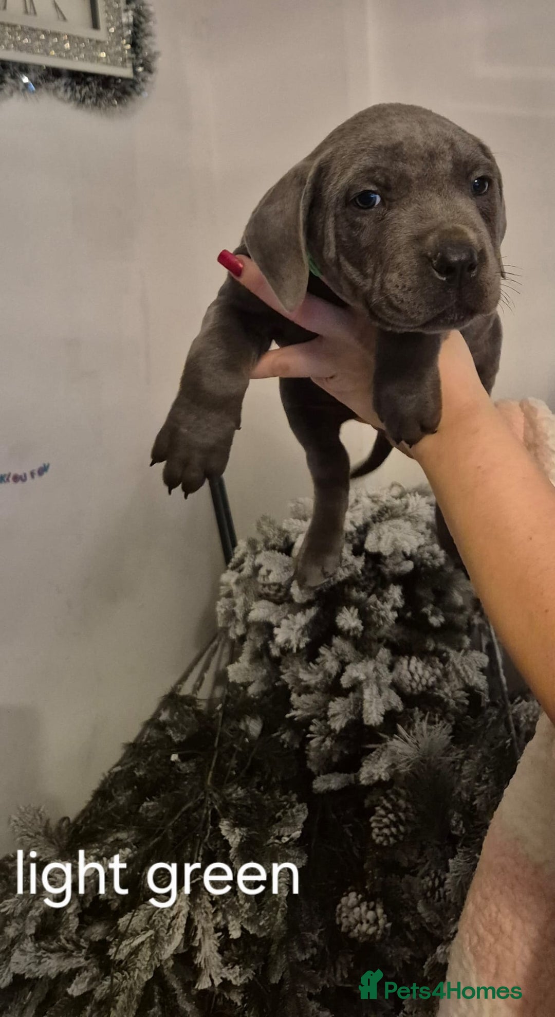 Cane Corso dogs for sale: Cane corso puppies - Advert 7