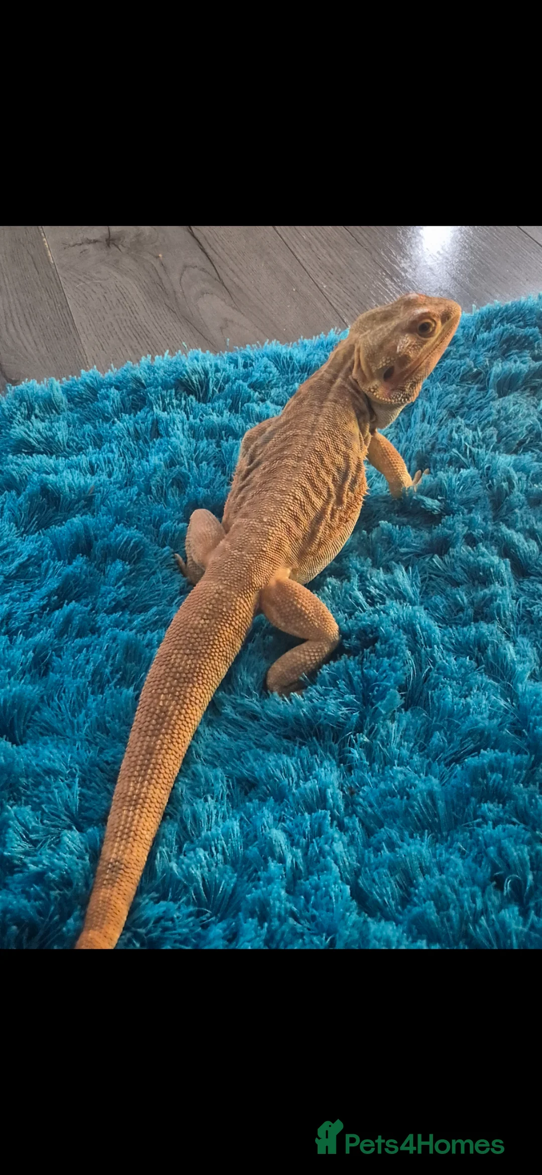 Bearded Dragon reptiles for sale: citrus male and orange leatherback male - Advert 2