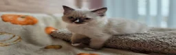 Ragdoll cats for sale: Pure Ragdoll Kittens  - Advert 8