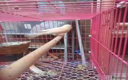 Canaries birds for sale: STAFFORD HERLIQUEEN RED FACTOR DIMORPHIC birds - Image 6