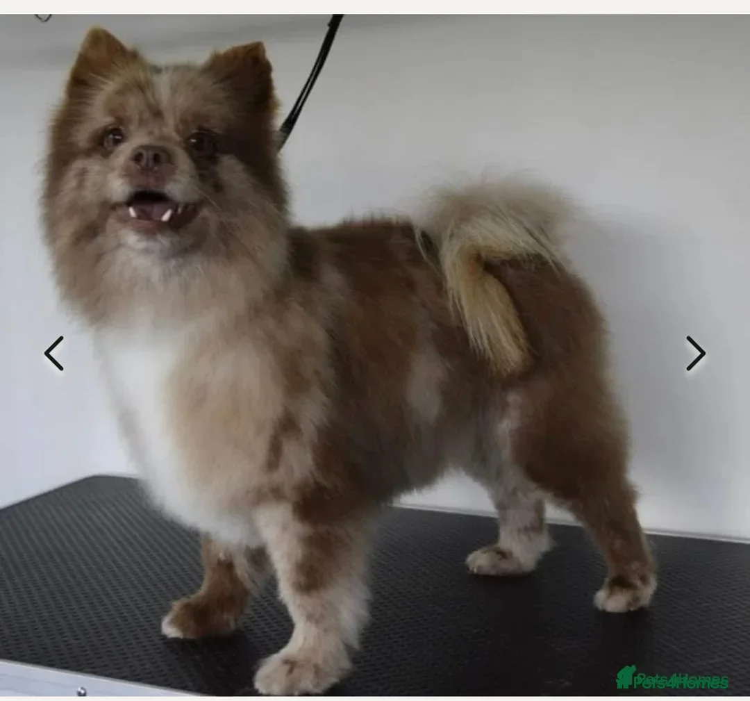 Pomeranian dogs for sale: Stunning chocolate Merle Pomeranian  - Image 5