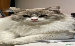 Ragdoll cats for sale: Beautiful Registered Ragdoll Male Kitten - Image 12