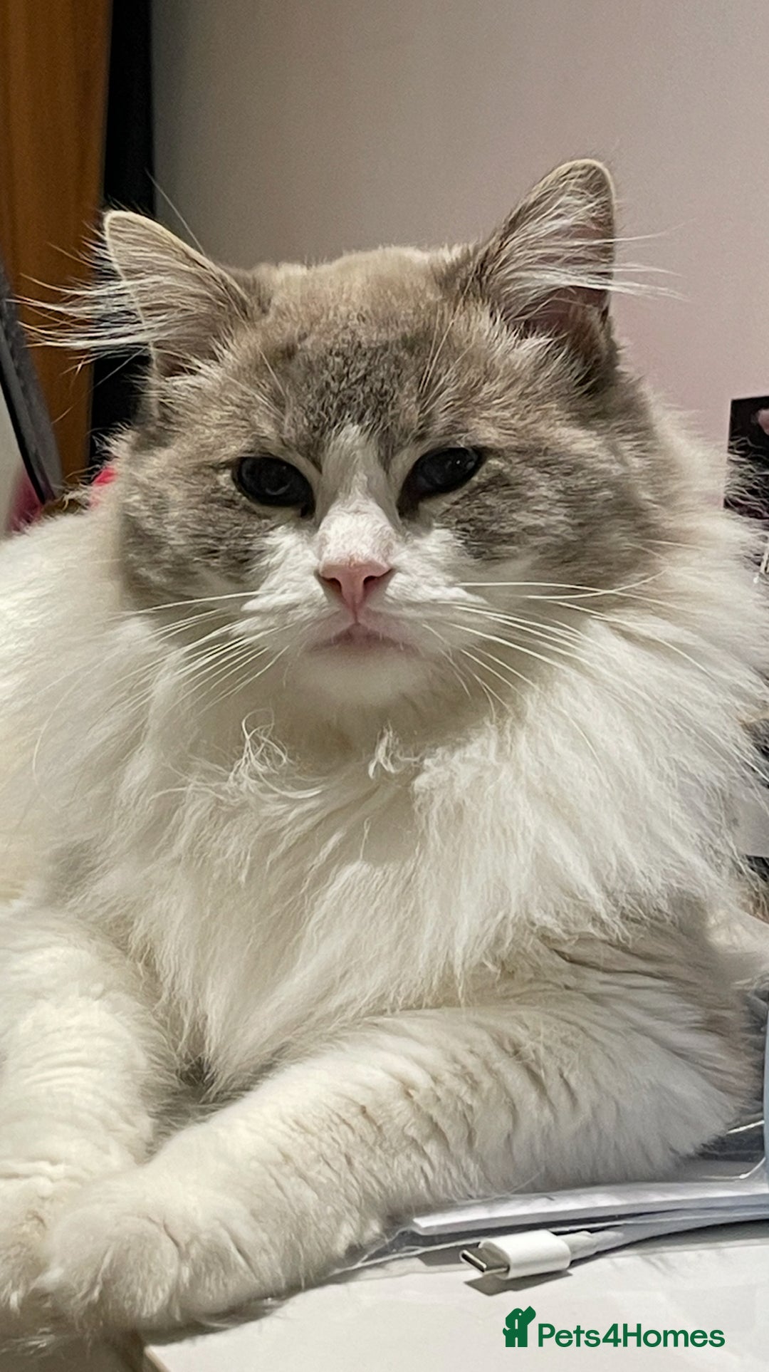 Ragdoll cats for sale: Beautiful Registered Ragdoll Male Kitten - Image 12