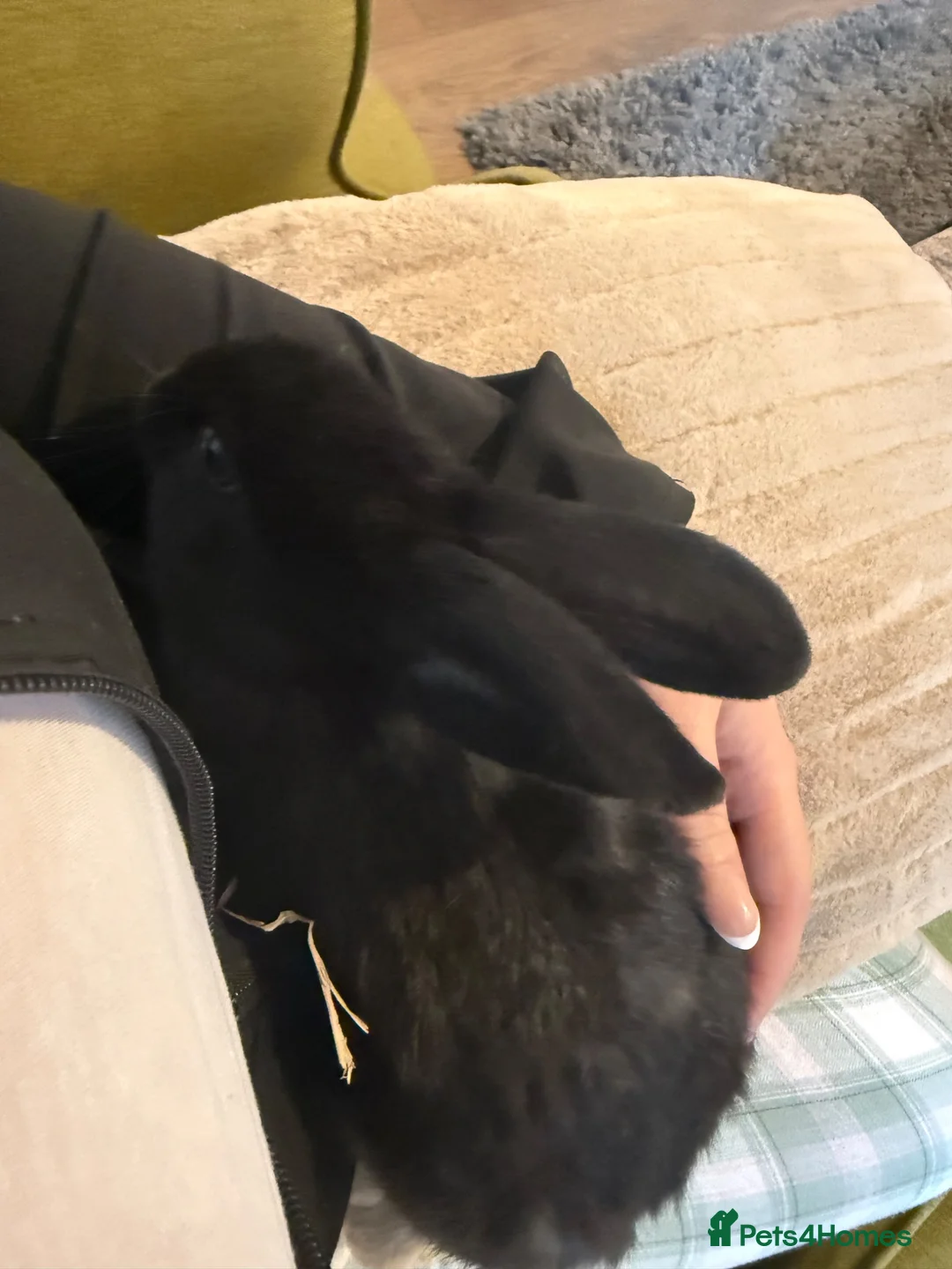 Mixed Breed rabbits for sale: Mixed Breed Rabbits for Sale in Cannock - Advert 9