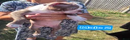 Boston Terrier dogs for sale: Beautiful Bostons 🌸 - Advert 18