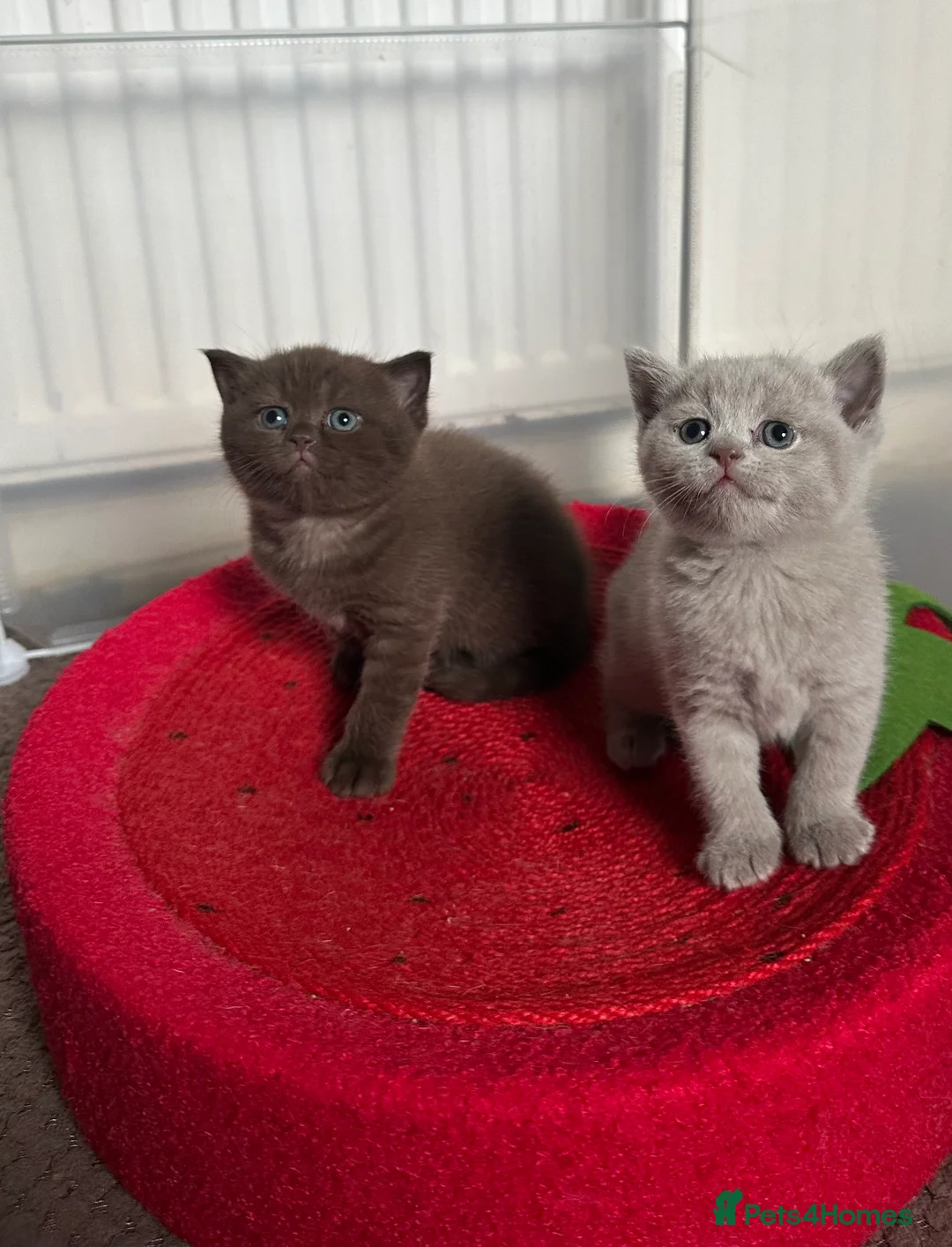 British Shorthair cats for sale: 🍫Chocolate and Lilac TICA Reg British Shorthairs  - Advert 4