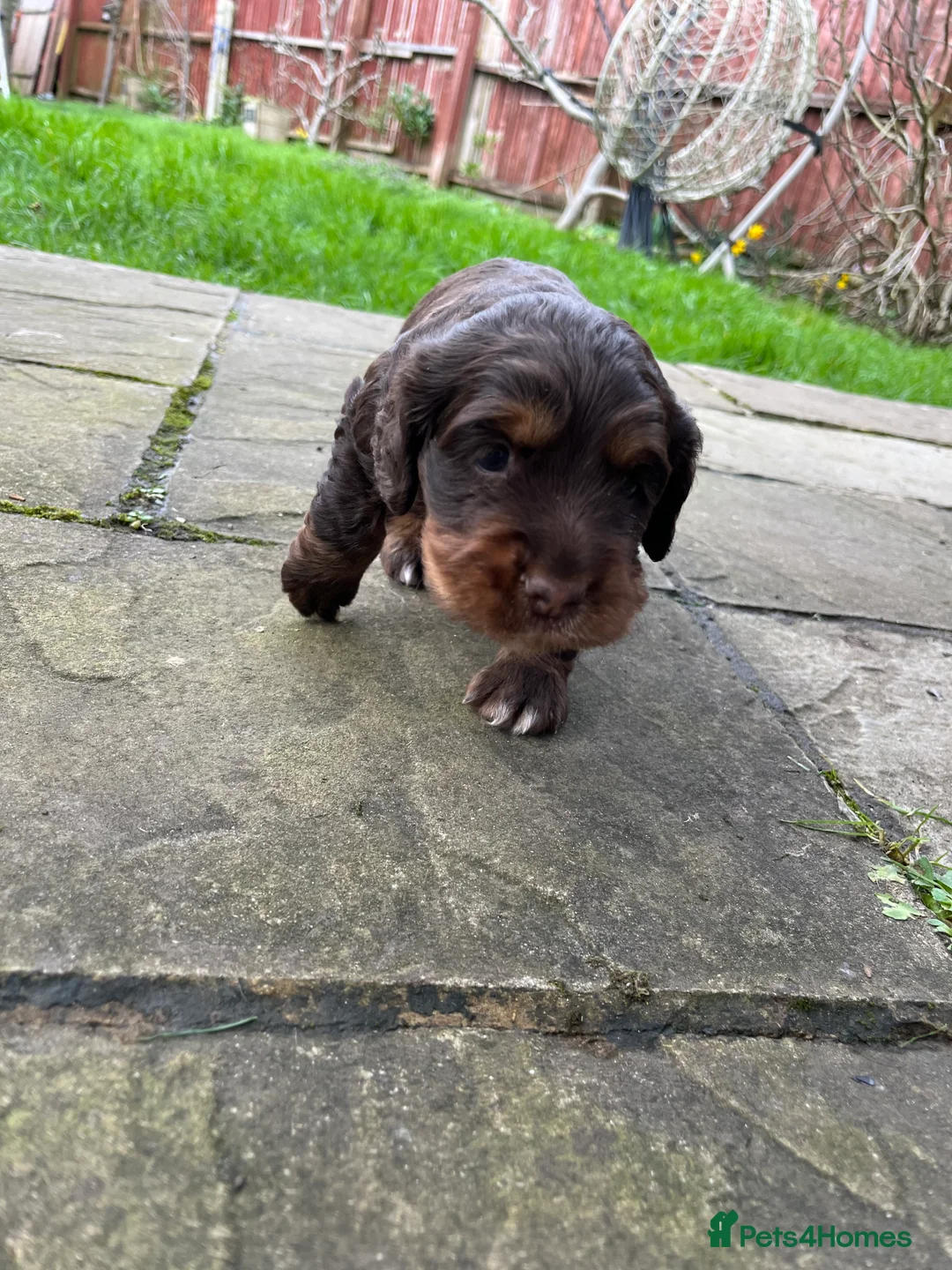 Cocker Spaniel dogs for sale: Beautiful boy puppy  in Salisbury - Advert 4