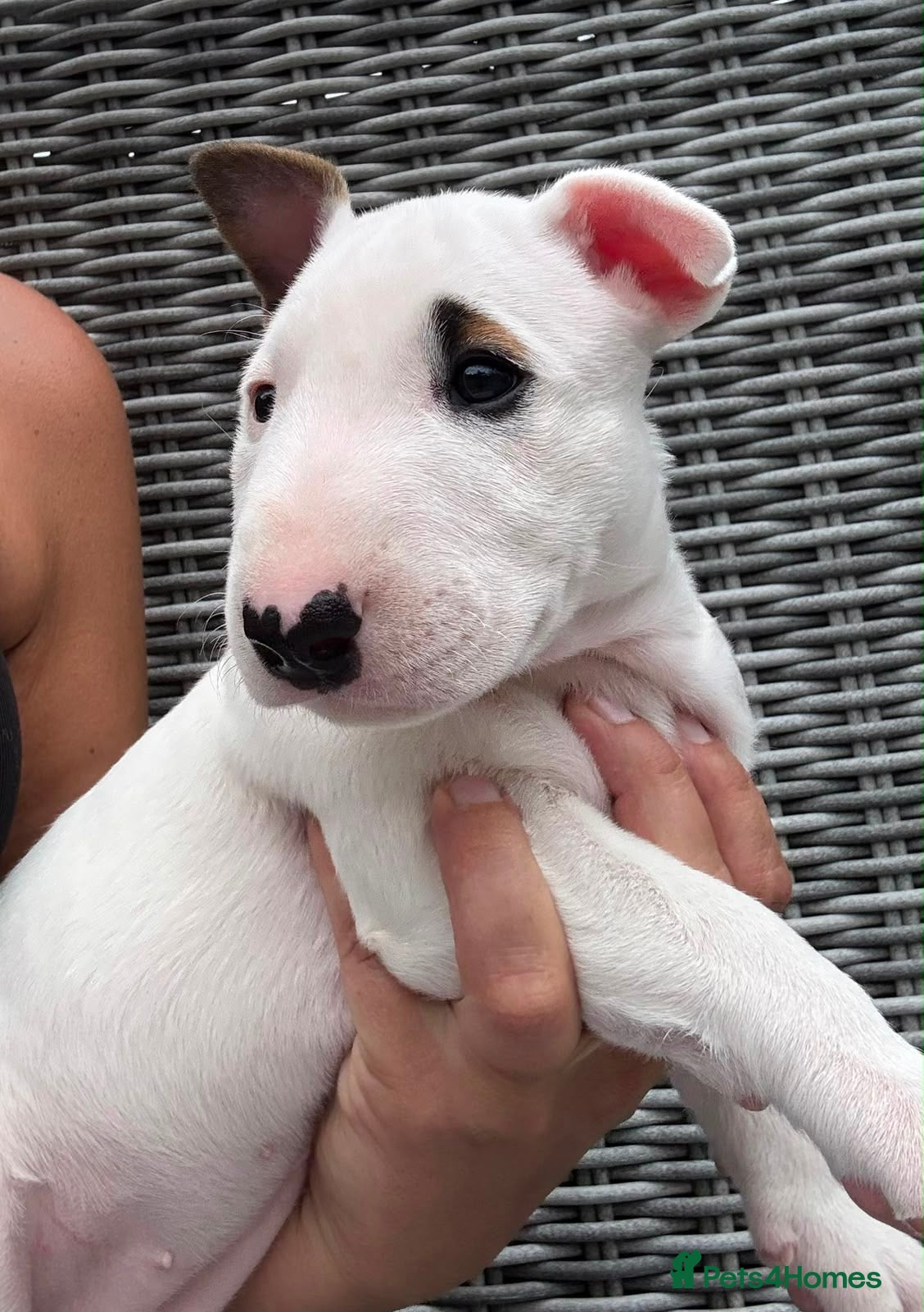 Bull Terrier dogs Champion lines ready to leave in 2 weeks  - Advert 3