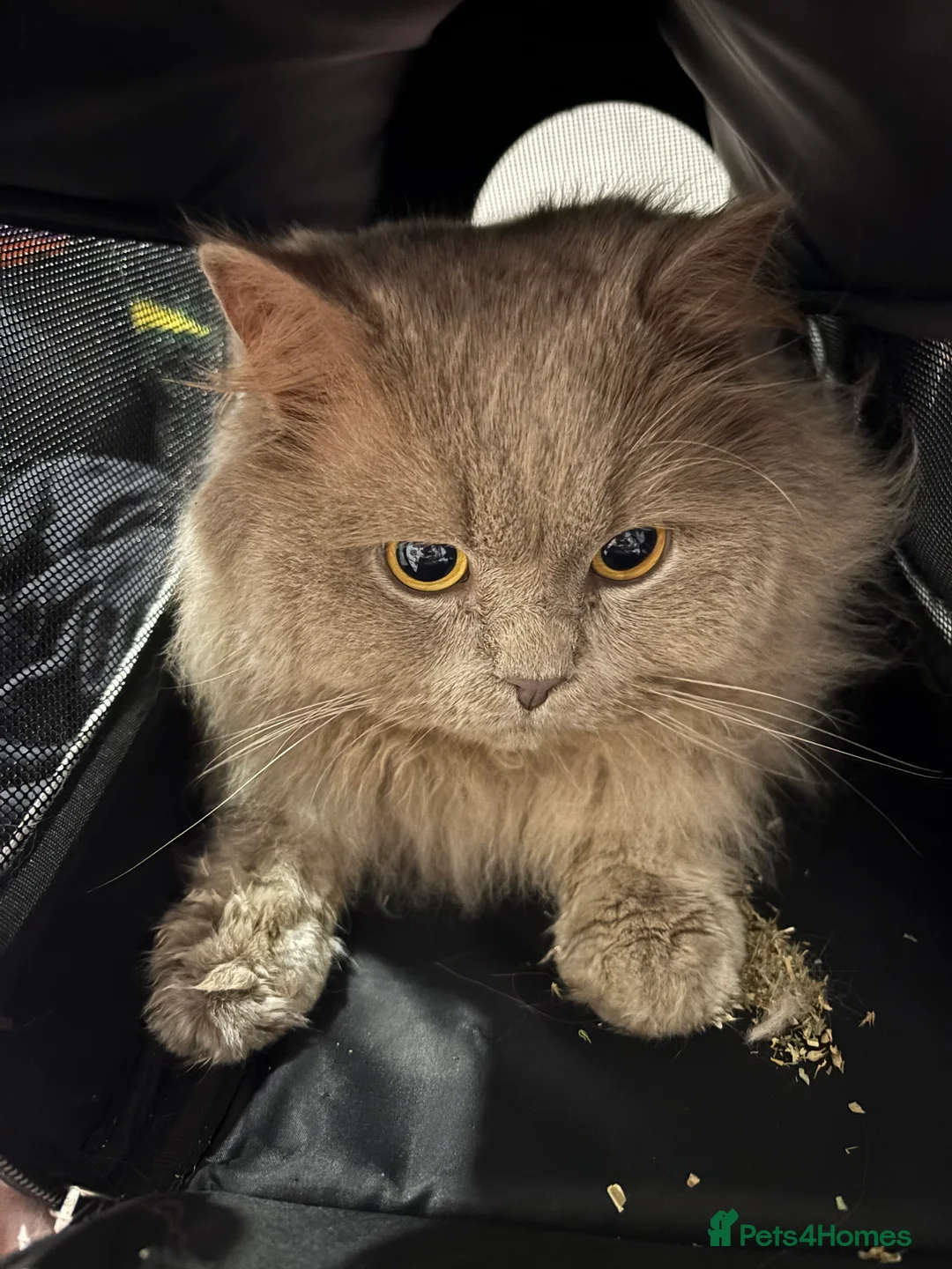 British Longhair cats for sale: Need rehoming asap! British longhair Rio - Advert 2