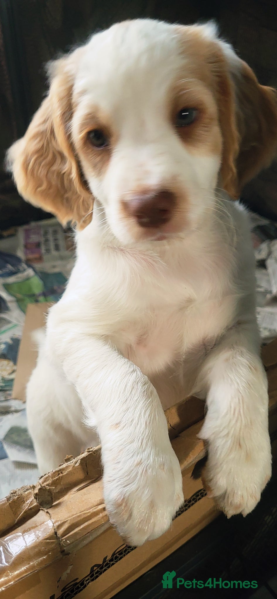 Mixed Breed dogs Cocker x sprollie  - Advert 2