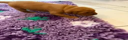 Labrador Retriever dogs for sale: Red Fox Labradors - Advert 15