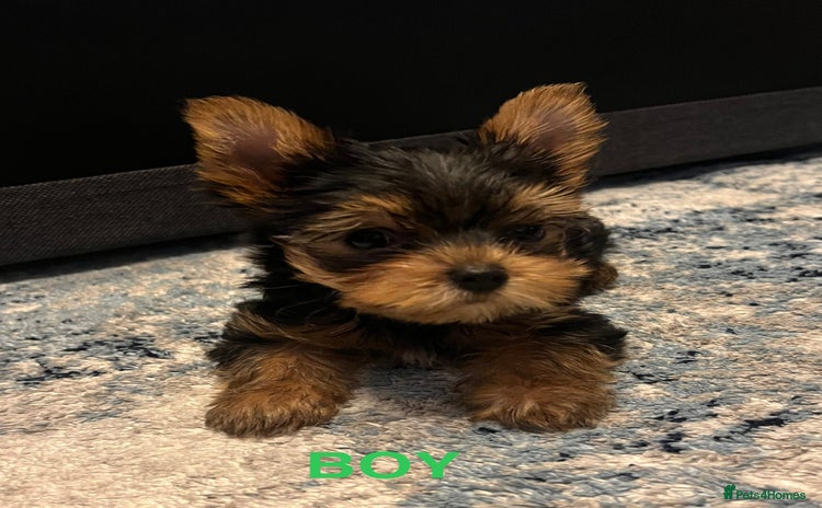 Yorkshire Terrier dogs - Advert 5